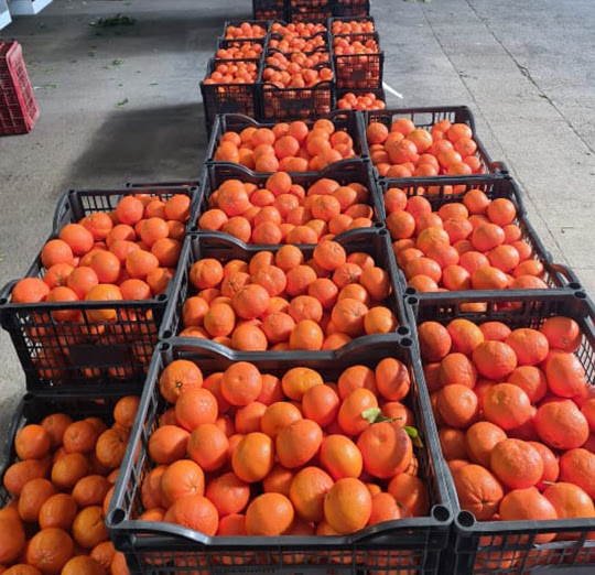 fructe 14