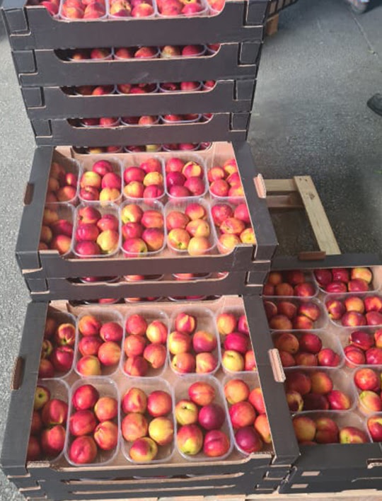 fructe 15