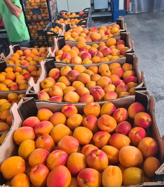 fructe 17