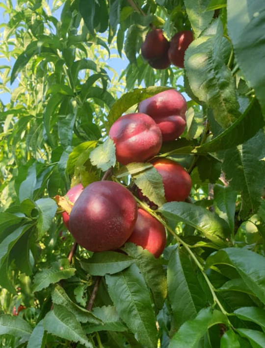 fructe 21